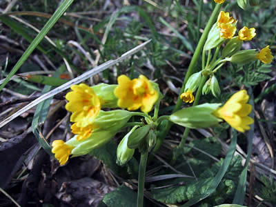 Echte Schlsselblume - Primula veris